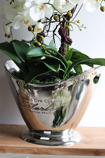 Alessi New, ekskluzywny storczyk w coolerze