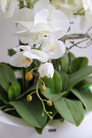 Fiberglass White Bowl, sztuczny storczyk w białej donicy