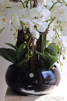 Japania Black Piano, storczyk w czarnej donicy