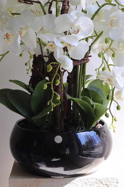 Japania Black Piano, storczyk w czarnej donicy