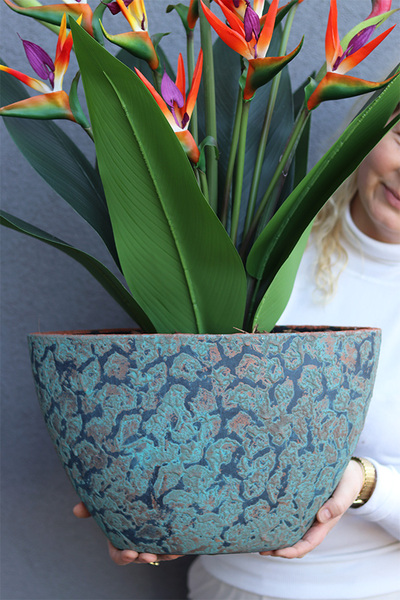 Strelicja Renocera Turkus, egzotyczna kompozycja w donicy