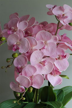 Pink&Gold 2, storczyk w złotej donicy glamour, wys.61cm