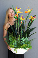 Laos Strelicja High, egzotyczna kompozycja w białej donicy, wys.90cm 