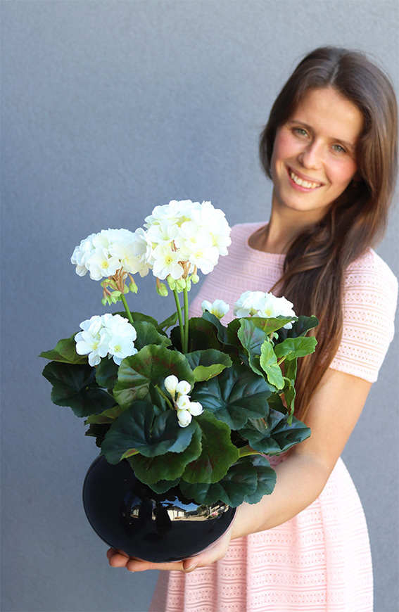 kompozycja kwiatowa, Pelargonie Black, wys.39cm