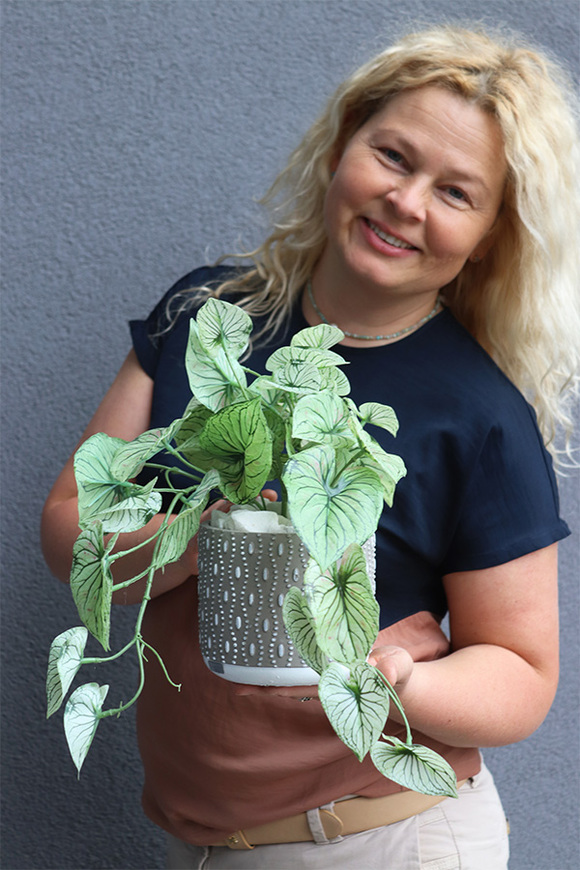 Caladium Candidium, roślina doniczkowa w osłonce