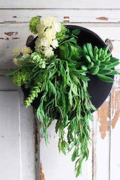 Designerio C, kompozycja sukulenty w czarnej donicy wiszącej, wym.13x23cm