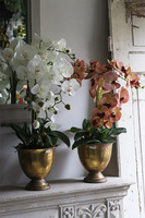 Gedristo White, biały storczyk w złotym pucharze, wys.60cm