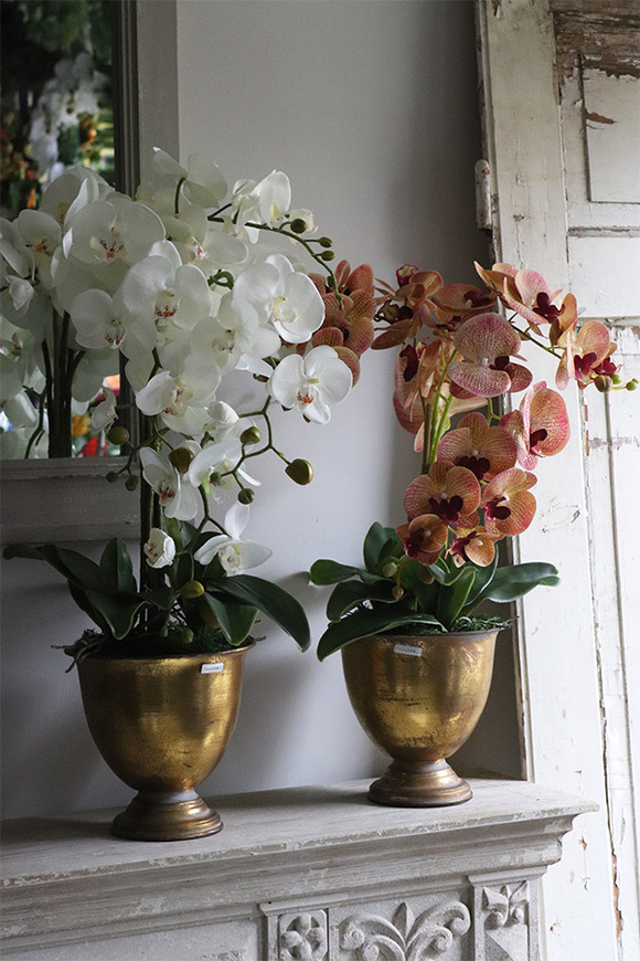 Gedristo White, biały storczyk w złotym pucharze, wys.60cm