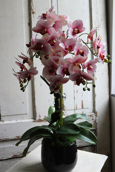 Krefista Pink, gumowy storczyk w czarnej donicy, wys.61cm 