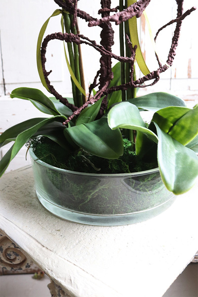 Glassier Hefru, biały storczyk w szklanej misie, wys.70cm 