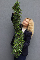 W Lesie, iglasta girlanda zimowa z jemiołą