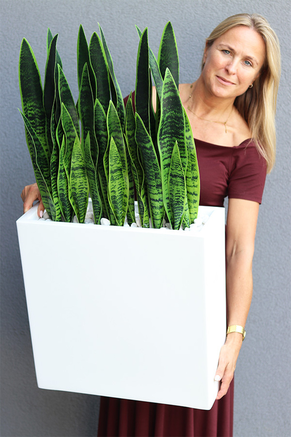 Sansewieria Fiberglass Marco, roślina sztuczna w donicy