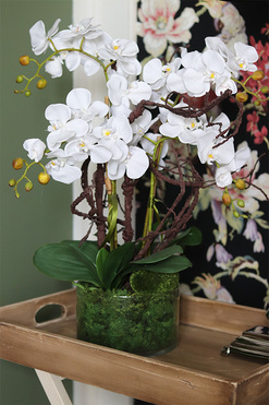 Glassier Morrano, storczyk w szklanej misie, wys.64cm 