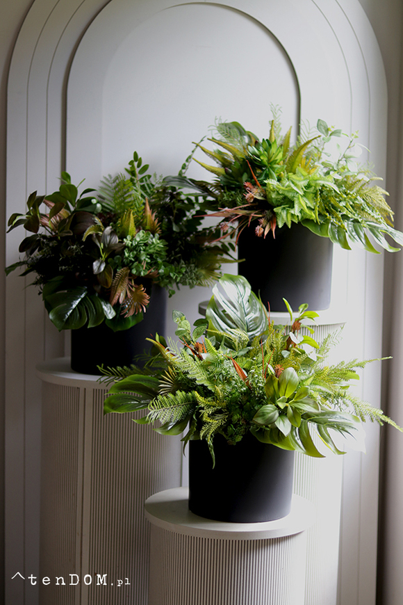 Zielona Moderna Moment, sukulenty w czarnej donicy