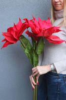 Czerwona Gwiazda Betlejemska, świąteczny kwiat poinsecji