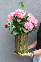 Pink Hortensja w Mchu, kompozycja kwiatowa w pniu