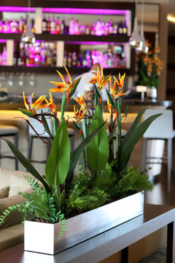 Silver Hillton Strelicja Long, egzotyczna dekoracja w stalowej donicy, wym.85x110cm 