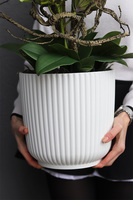 Green Housemania, storczyk cymbydium w doniczce