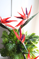 Moderni Figaro Silver, kompozycja ze strelicją w lustrzanej donicy