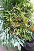 Sopot Cocktail Bar, ścianka jednostronna ze sztucznych roślin