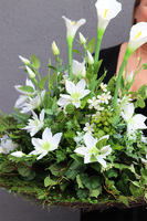 nagrobna kompozycja z kallami, Kallito Greena, wys.60cm
