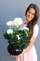 kompozycja kwiatowa, Pelargonie Black, wys.39cm