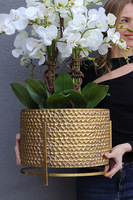 Goldenario Big 2, biały storczyk w złotej donicy