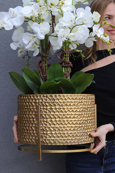 Goldenario Big 2, biały storczyk w złotej donicy