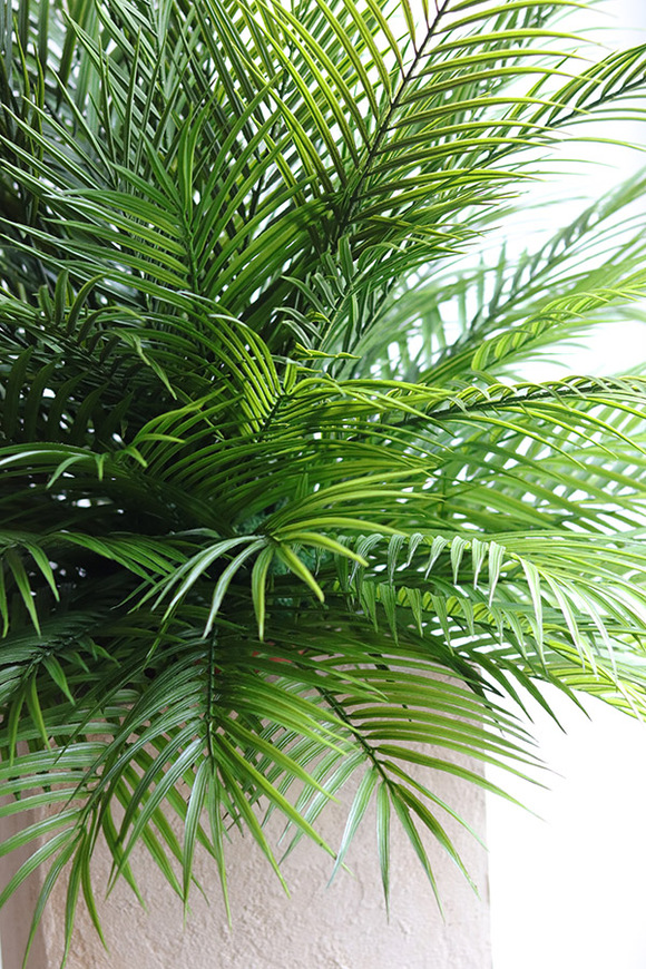 Areca Palma Saute, kompozycja z liści palmowych