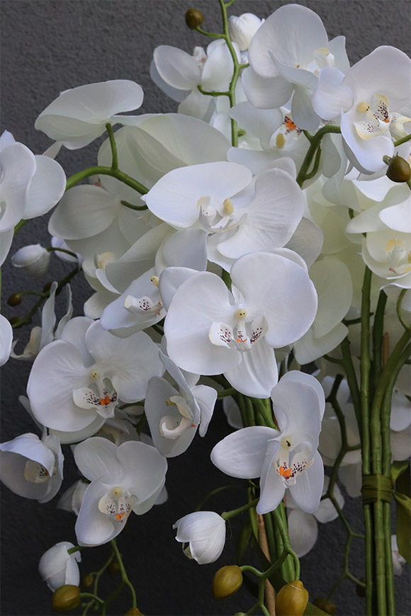 Mediolan Change, storczyk do Twojej donicy