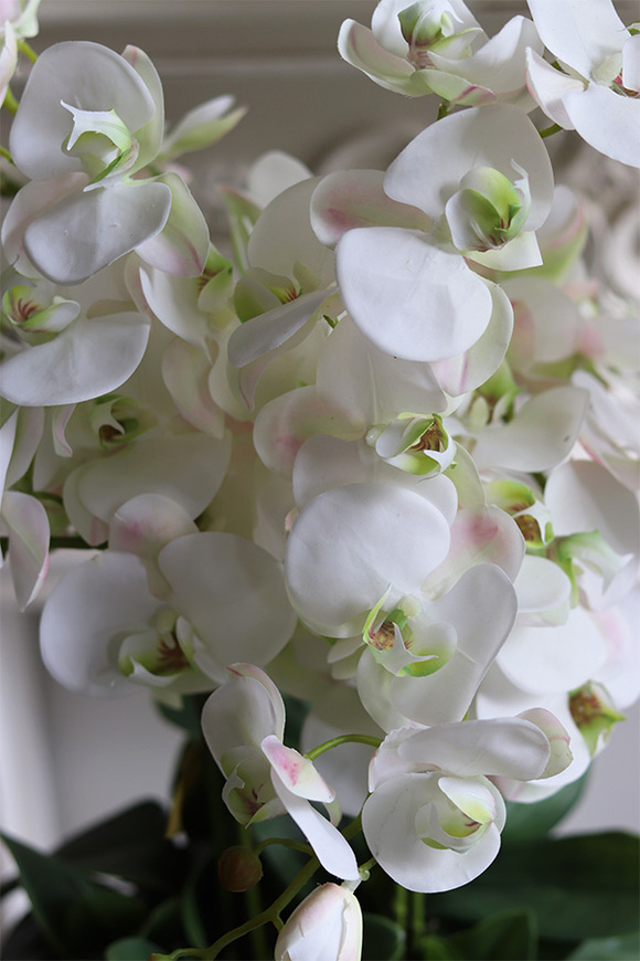 Alessi New, ekskluzywny storczyk w coolerze