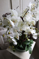 Glassier Hefru, biały storczyk w szklanej misie, wys.70cm 