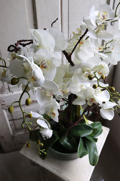 Glassier Hefru, biały storczyk w szklanej misie, wys.70cm 