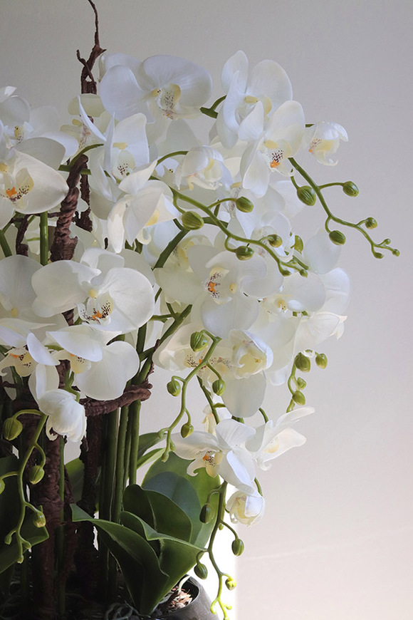 Japania Black Piano, storczyk w czarnej donicy