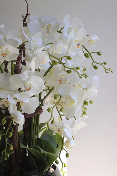 Japania Black Piano, storczyk w czarnej donicy