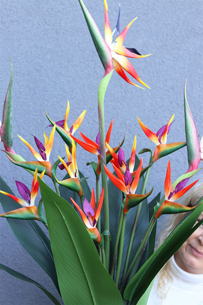 Strelicja Renocera Turkus, egzotyczna kompozycja w donicy