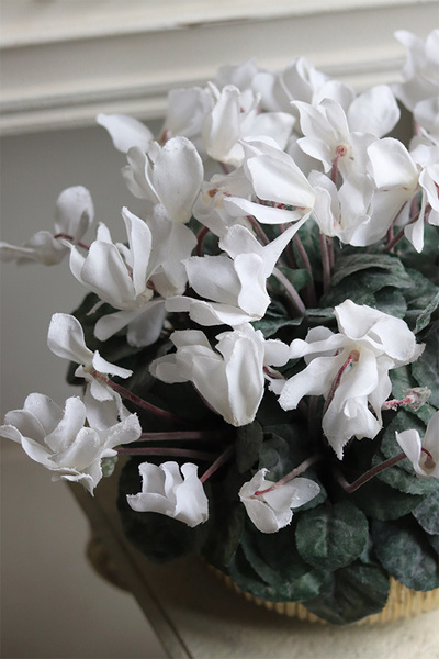 Szronione Cyklameny, elegancka zimowa kompozycja