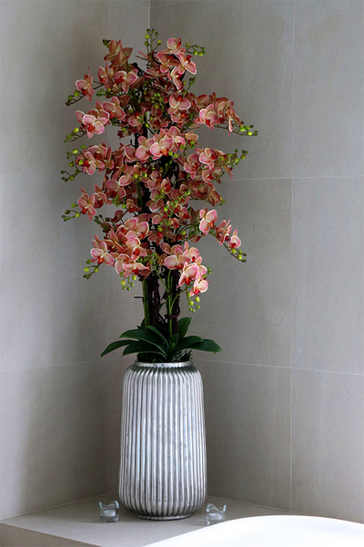 Granada Albina Silver, gumowy storczyk w srebrnej donicy