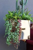 Cacti Acapulco Mirror, sukulenty z kaktusem w stalowej donicy