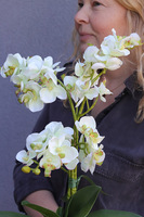 Figaro Modern, sztuczny storczyk w ozdobnej donicy