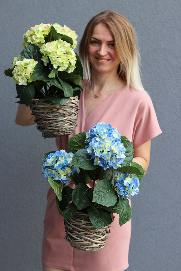 hortensja w wiszącym koszyku, Provenere Green, wys.40cm