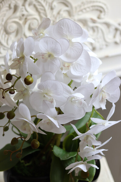 Blackino New, storczyk w czarnej donicy