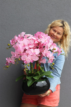 Pudrove Piano, różowy storczyk w czarnej misie, wys.60cm