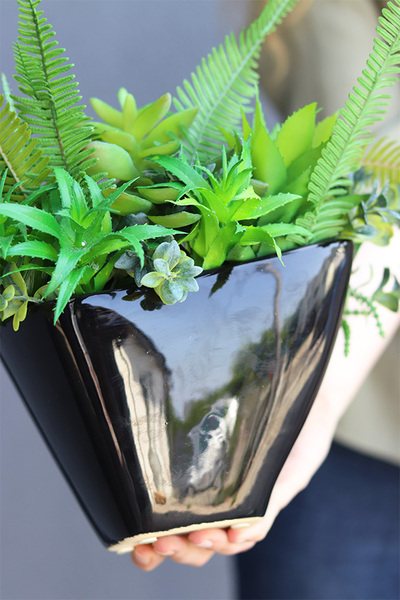 Black Ferina Castello, kompozycja sukulenty w donicy, wys.32cm