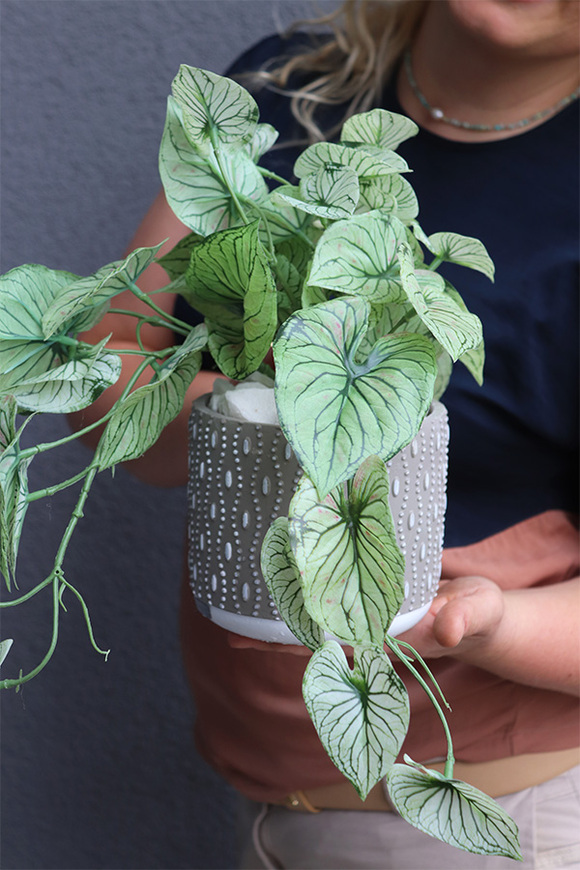 Caladium Candidium, roślina doniczkowa w osłonce	