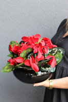 Cyklamen Piano, kompozycja kwiatowa w misie