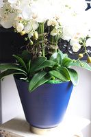 Blue Moon, biały sztuczny storczyk w niebieskiej donicy