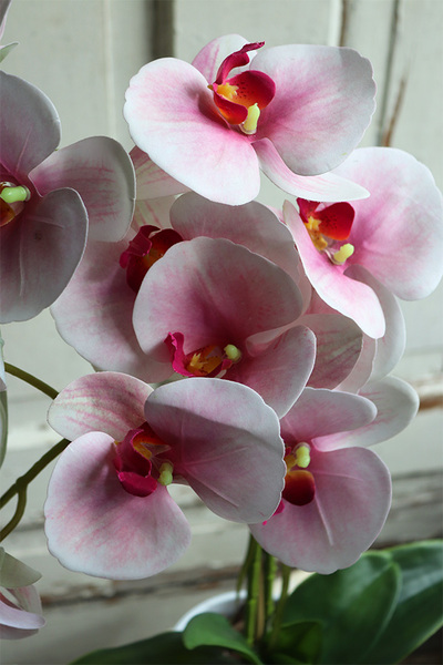 Nemisto Round, różowy gumowy storczyk w białej donicy, wys.66cm