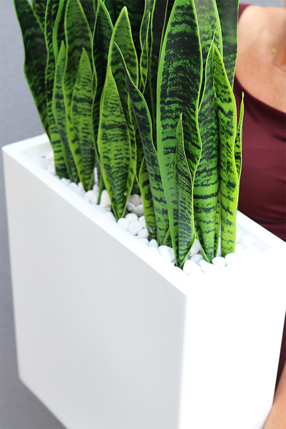 Sansewieria Fiberglass Marco, roślina sztuczna w donicy