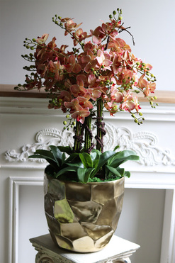 Castellamare Deluxe Gold, gumowy storczyk, wys.100cm